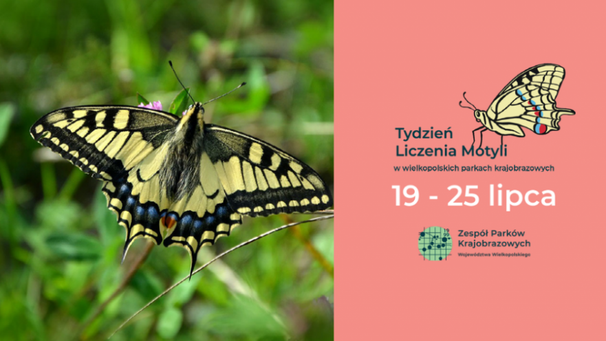 Tydzień liczenia motyli...