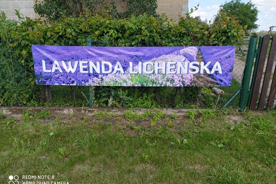 Lawenda Licheńska