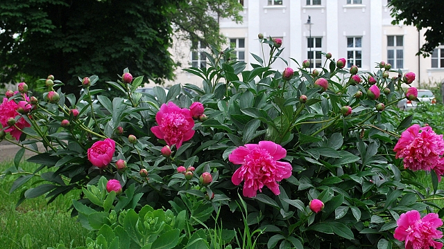 Bronikowski Palace in Żychlin