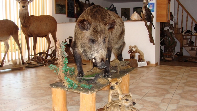 Agroturystyka „Ania i Filip” w Izabelinie – Mini Zoo