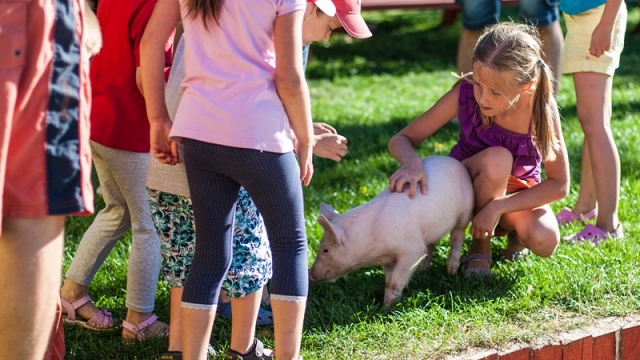Gospodarstwo Agroturystyczne „Pod brzozami” w Grochowach