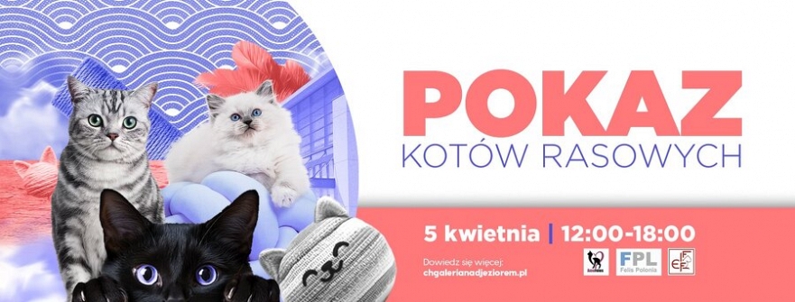 Pokaz kotów rasowych
