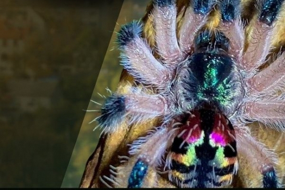 Targi terrarystyczne w Koninie