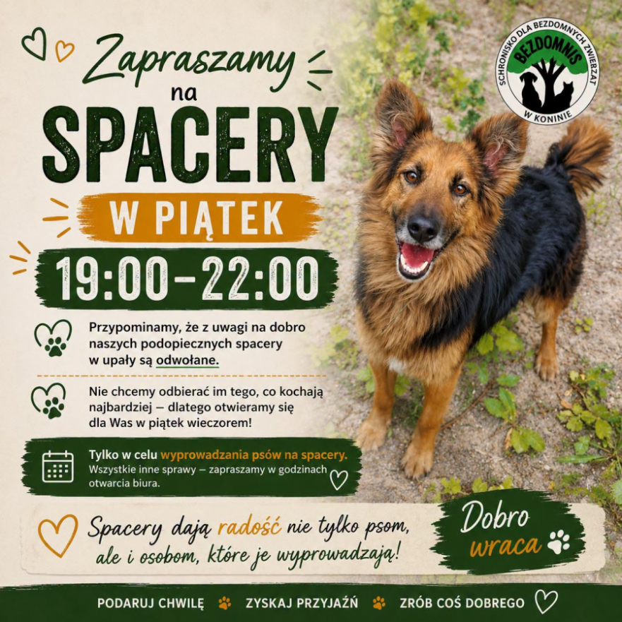 Wieczorny spacer z podopiecznymi Schroniska dla Bezdomnych Zwierząt w Koninie