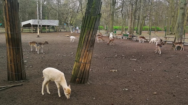 Park named by: Fryderyk Chopin in Konin