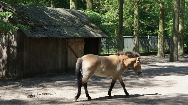 Der „Park Fryderyka Chopina“