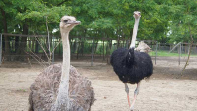 Mini ZOO w Modlibogowicach