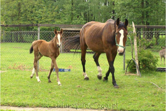 Mini ZOO w Modlibogowicach