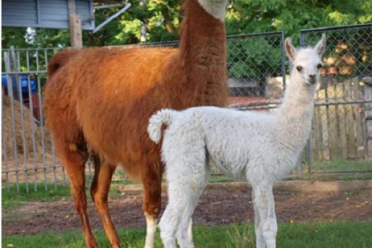 Mini ZOO w Modlibogowicach