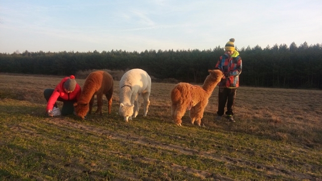 Alpakarnia P&M w Szyszyńskich Holendrach