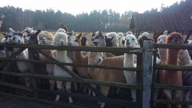 Alpakarnia P&M w Szyszyńskich Holendrach