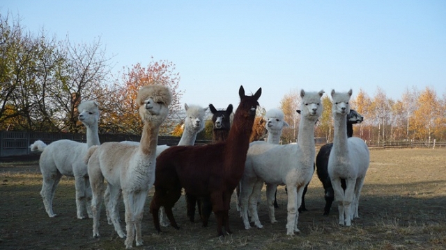 Alpakarnia P&M w Szyszyńskich Holendrach