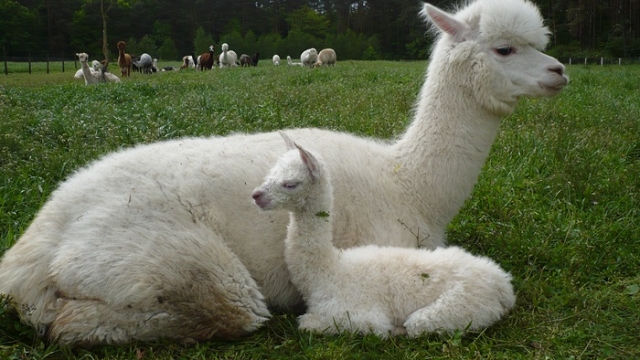Alpakarnia P&M w Szyszyńskich Holendrach