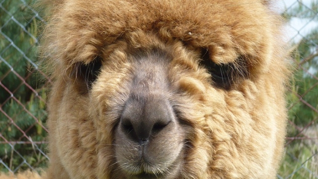 Alpakarnia P&M w Szyszyńskich Holendrach