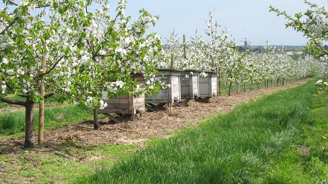 Gospodarstwo agroturystyczne OWOCOWY RAJ NAD ZALEWEM