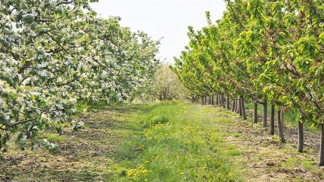 Gospodarstwo agroturystyczne OWOCOWY RAJ NAD ZALEWEM